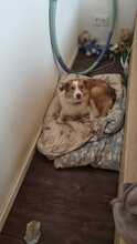 PINKY, Hund, Mischlingshund in Brechen - Bild 10