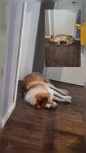 PINKY, Hund, Mischlingshund in Brechen - Bild 11