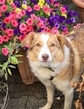 PINKY, Hund, Mischlingshund in Brechen - Bild 3