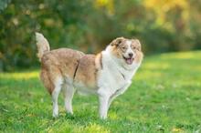 PINKY, Hund, Mischlingshund in Brechen - Bild 4