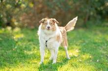 PINKY, Hund, Mischlingshund in Brechen - Bild 5