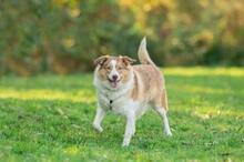 PINKY, Hund, Mischlingshund in Brechen - Bild 6