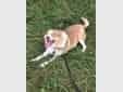 PINKY, Hund, Mischlingshund in Brechen - Bild 9