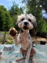 TAYA, Hund, Mischlingshund in Rumänien - Bild 1