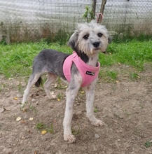 TAYA, Hund, Mischlingshund in Rumänien - Bild 2