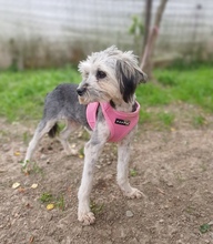 TAYA, Hund, Mischlingshund in Rumänien - Bild 3