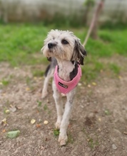 TAYA, Hund, Mischlingshund in Rumänien - Bild 4