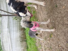 TAYA, Hund, Mischlingshund in Rumänien - Bild 5