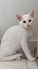 MALFOY, Katze, Europäisch Kurzhaar in Zypern - Bild 1