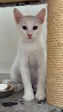 MALFOY, Katze, Europäisch Kurzhaar in Zypern - Bild 2