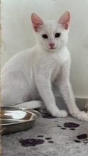 MALFOY, Katze, Europäisch Kurzhaar in Zypern - Bild 3