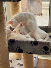 MALFOY, Katze, Europäisch Kurzhaar in Zypern - Bild 4