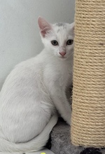 TUFFIE, Katze, Europäisch Kurzhaar in Zypern - Bild 1
