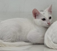 TUFFIE, Katze, Europäisch Kurzhaar in Zypern - Bild 2