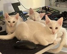 TUFFIE, Katze, Europäisch Kurzhaar in Zypern - Bild 5