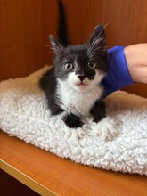 KARMA, Katze, Hauskatze in Bulgarien - Bild 2
