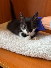 KARMA, Katze, Hauskatze in Bulgarien - Bild 3