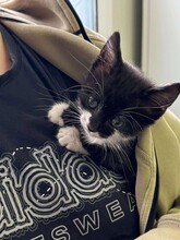 KARMA, Katze, Hauskatze in Bulgarien - Bild 4