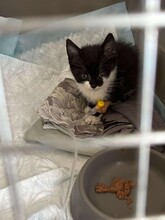 KARMA, Katze, Hauskatze in Bulgarien - Bild 5
