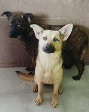 LAVANDA, Hund, Mischlingshund in Spanien - Bild 2