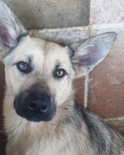 LAVANDA, Hund, Mischlingshund in Spanien - Bild 4