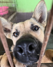 LAVANDA, Hund, Mischlingshund in Spanien - Bild 5