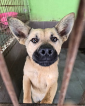 LAVANDA, Hund, Mischlingshund in Spanien - Bild 7