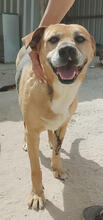 LIZZY, Hund, Mischlingshund in Portugal - Bild 1