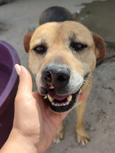 LIZZY, Hund, Mischlingshund in Portugal - Bild 2