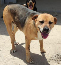 LIZZY, Hund, Mischlingshund in Portugal - Bild 3