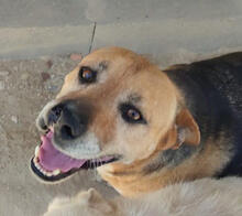 LIZZY, Hund, Mischlingshund in Portugal - Bild 4
