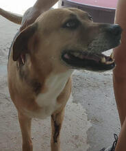 LIZZY, Hund, Mischlingshund in Portugal - Bild 5