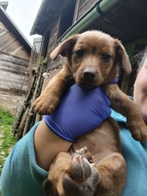 LYNN, Hund, Mischlingshund in Rumänien - Bild 1