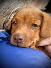 LYNN, Hund, Mischlingshund in Rumänien - Bild 2