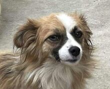 EMILIE, Hund, Mischlingshund in Bosnien und Herzegowina - Bild 1