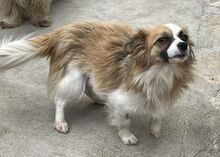 EMILIE, Hund, Mischlingshund in Bosnien und Herzegowina - Bild 2