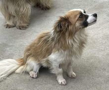 EMILIE, Hund, Mischlingshund in Bosnien und Herzegowina - Bild 3