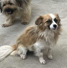 EMILIE, Hund, Mischlingshund in Bosnien und Herzegowina - Bild 4