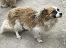 EMILIE, Hund, Mischlingshund in Bosnien und Herzegowina - Bild 5