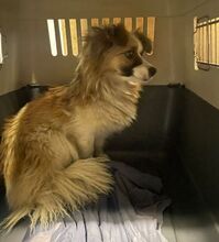 EMILIE, Hund, Mischlingshund in Bosnien und Herzegowina - Bild 6