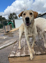 ARIETTY, Hund, Mischlingshund in Portugal - Bild 1