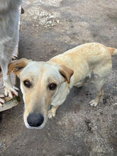 ARIETTY, Hund, Mischlingshund in Portugal - Bild 2