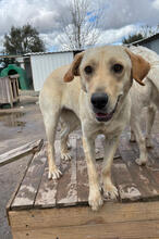 ARIETTY, Hund, Mischlingshund in Portugal - Bild 3