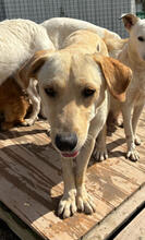 ARIETTY, Hund, Mischlingshund in Portugal - Bild 4