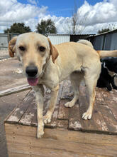 ARIETTY, Hund, Mischlingshund in Portugal - Bild 5