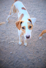 ANGELA, Hund, Mischlingshund in Portugal - Bild 1