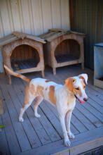 ANGELA, Hund, Mischlingshund in Portugal - Bild 2
