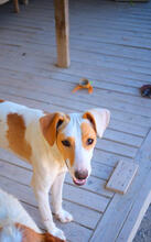 ANGELA, Hund, Mischlingshund in Portugal - Bild 3