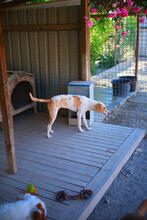 ANGELA, Hund, Mischlingshund in Portugal - Bild 4