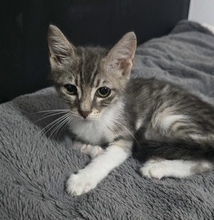 RANDY, Katze, Europäisch Kurzhaar in Zypern - Bild 1